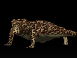 gecko lizard Modello 3D