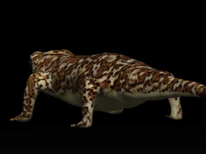 gecko lizard 3D Model