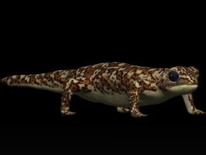 gecko lizard 3D Model