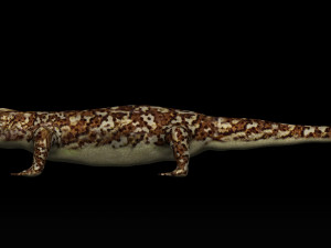 gecko lizard Modello 3D