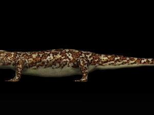 gecko lizard 3D Model