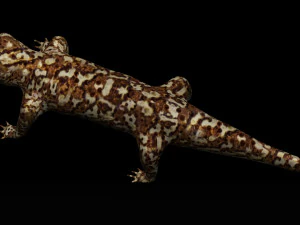 gecko lizard 3D Model