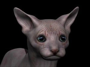 sphynx cat 3D Model