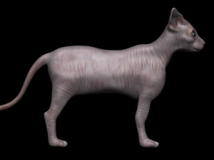 sphynx cat 3D Model