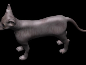 sphynx cat 3D Model