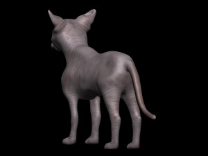 sphynx cat 3D Model