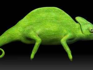 green chameleon 3D Model