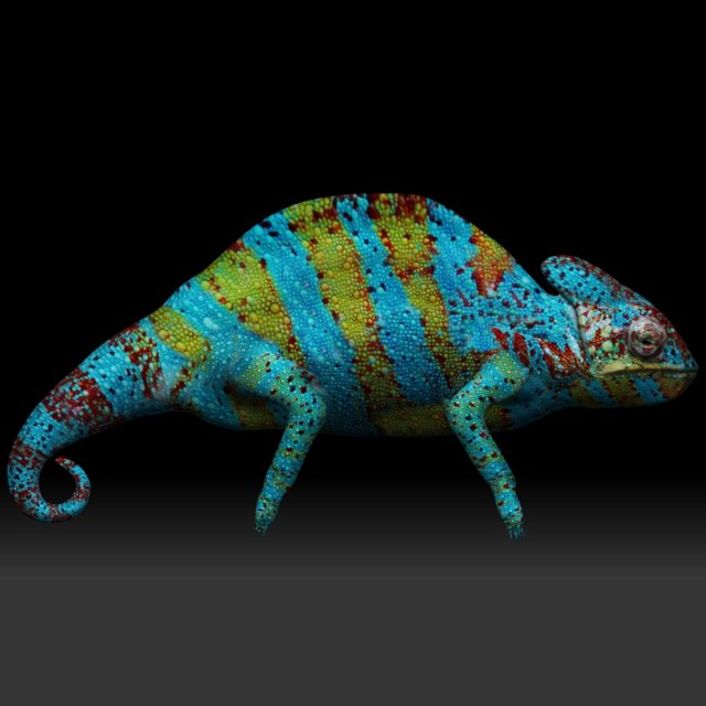 color chameleon 3D Model .c4d .max .obj .3ds .fbx .stl .blend 