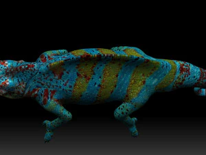 color chameleon 3D Model