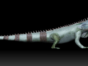 iguana 3D Model