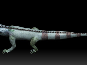 iguana 3D Model