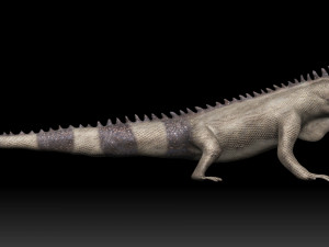 iguana Modello 3D