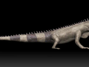 iguana 3D Model
