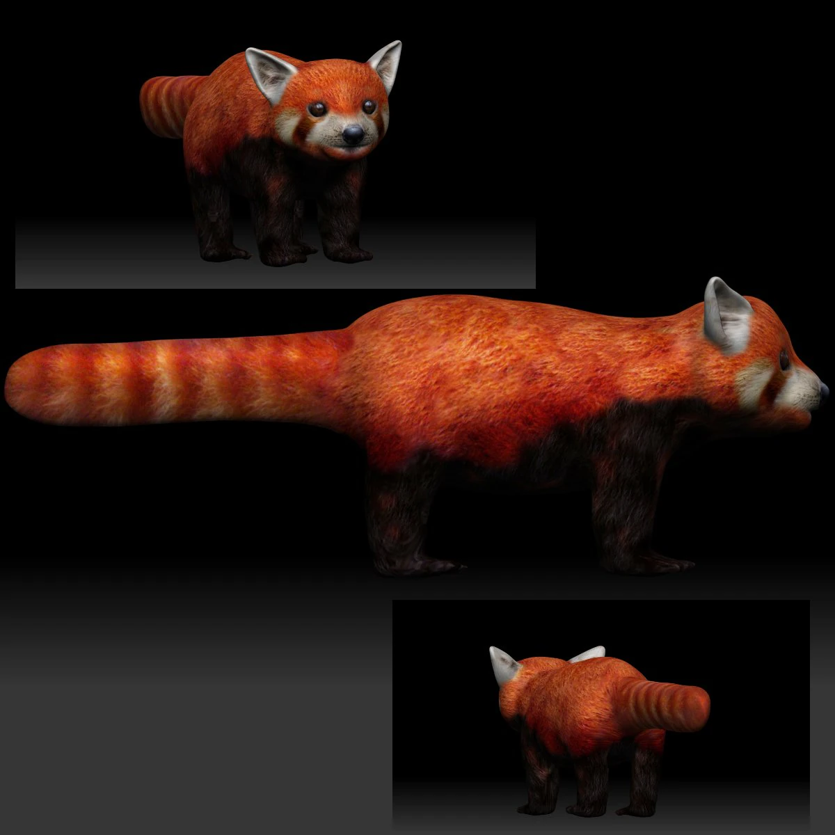 red panda 3D Model .c4d .max .obj .3ds .fbx .stl .blend 