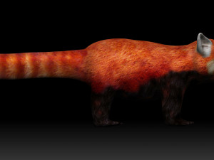 red panda Modello 3D