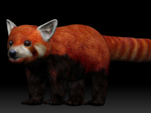 red panda Modello 3D