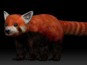 red panda 3D Model