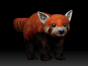 red panda Modello 3D