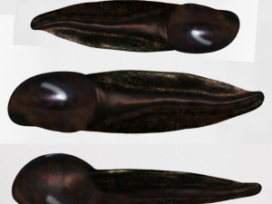 tadpole 3D-Modell