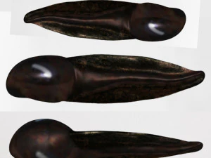 kikkervisje 3D Model