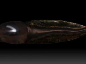 tadpole 3D Model