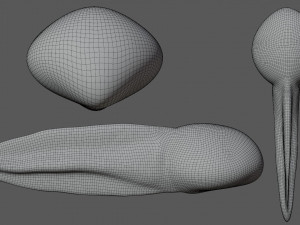 tadpole 3D Model