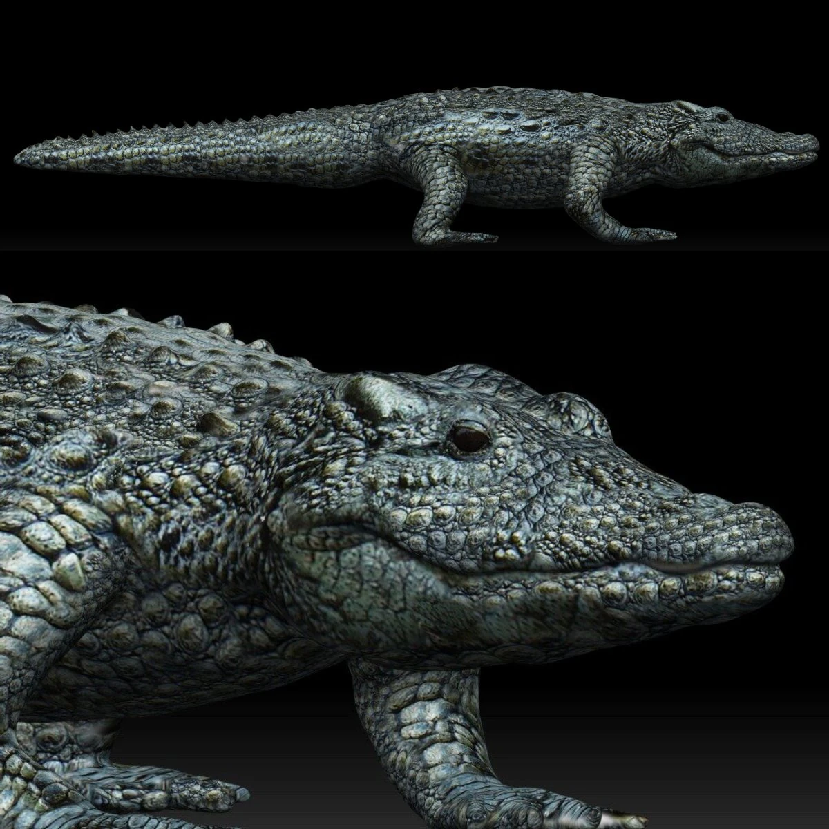alligator crocodile 3D Model .c4d .max .obj .3ds .fbx .stl .blend 