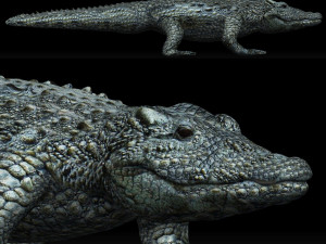 alligator crocodile 3D Model