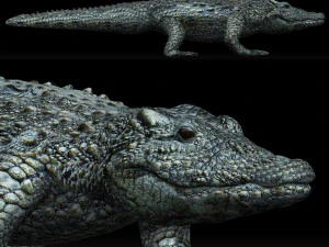 アリゲーターワニ 3Dモデル