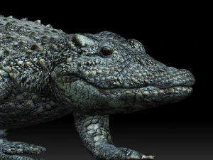 alligator crocodile 3D Model