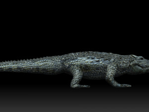 alligator crocodile 3D Модель