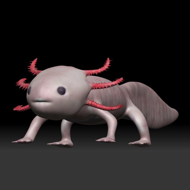 axolotl Modelo 3D .c4d .max .obj .3ds .fbx .stl .blend 