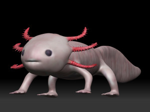 axolotl 3D-Modell