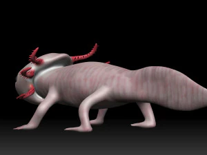 axolotl 3D Model
