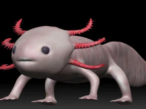 axolotl 3D Model