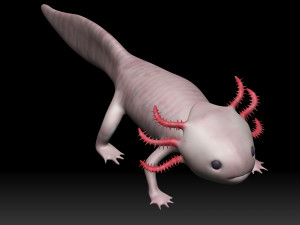 axolotl Modelo 3D