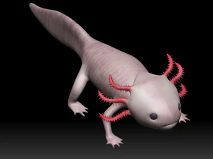 axolotl 3D Model