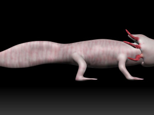 axolotl Modelo 3D