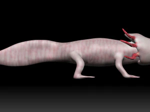 axolotl 3D Model