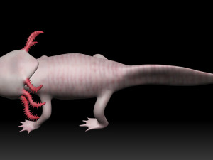 axolotl Modelo 3D