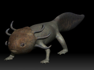 axolotl 3D Modell