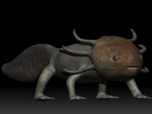 axolotl 3D Modell