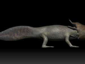 axolotl 3D Modell