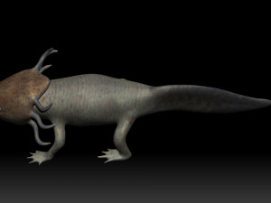 axolotl 3D Modell