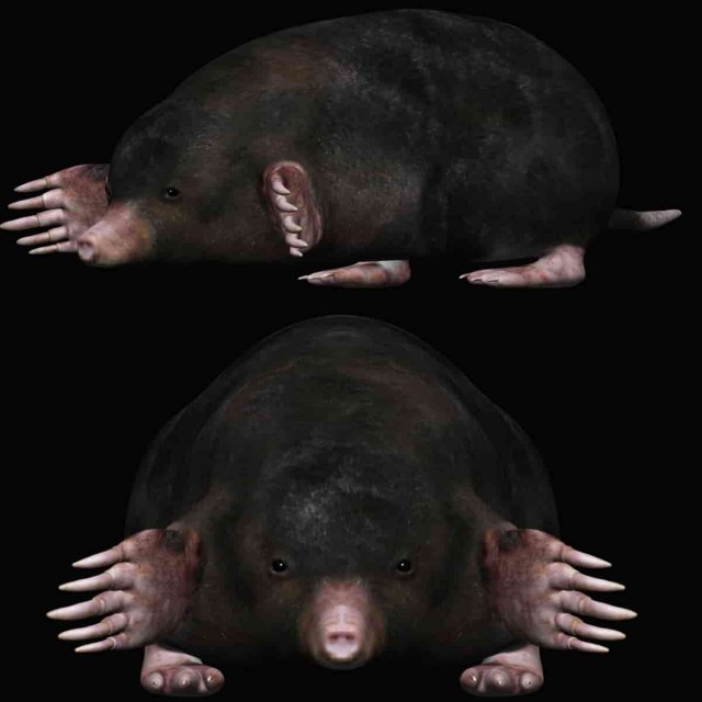 mole Modello 3D .c4d .max .obj .3ds .fbx .stl .blend 