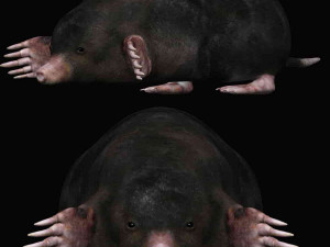 mole 3D-Modell
