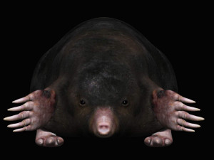 mole Modello 3D