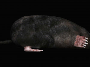 mole Modello 3D