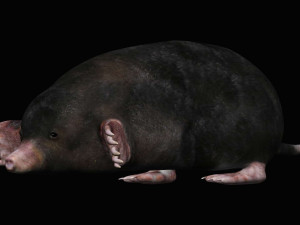 mole Modello 3D