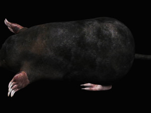 mole Modello 3D